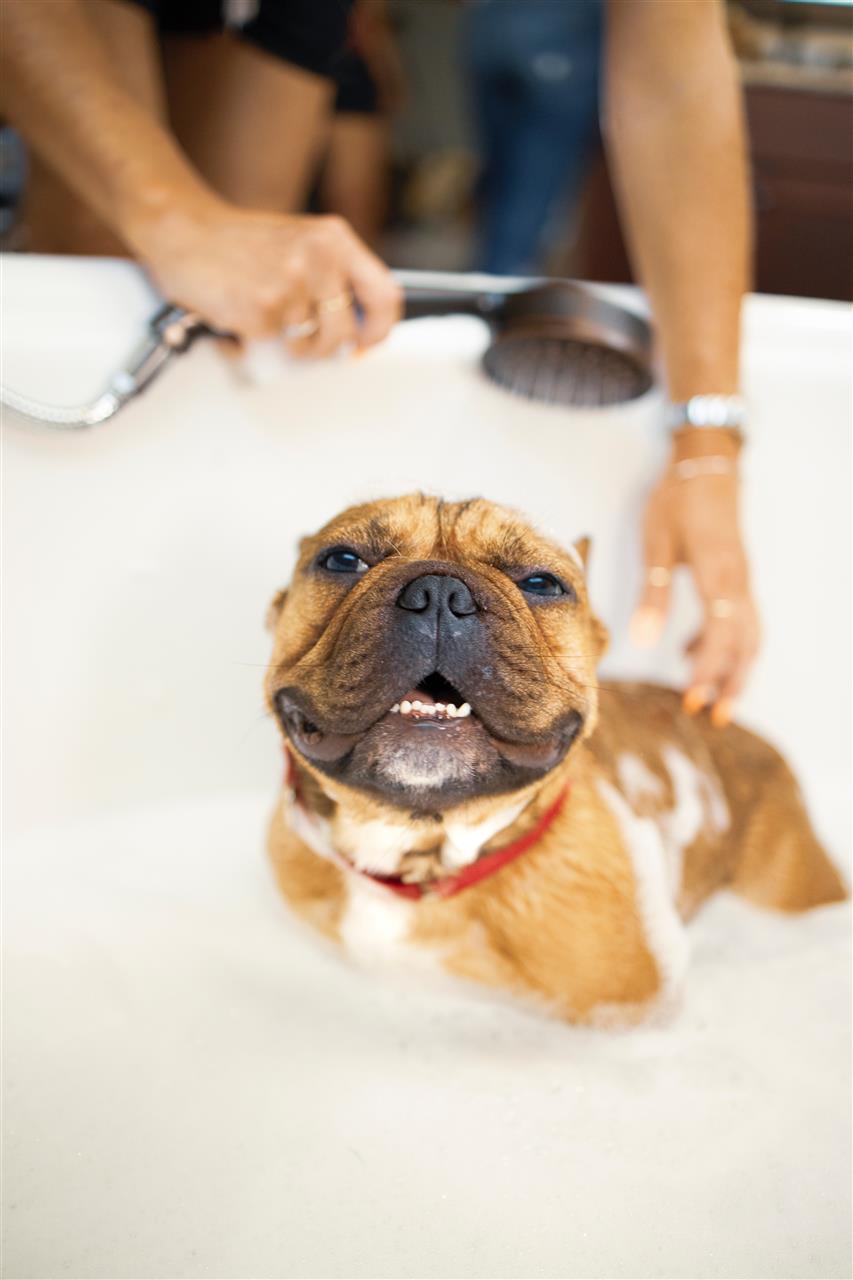 Hundeshampoo – ren luksus til din hund
